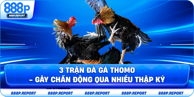 3 trận gà thomo - Gây chấn động qua nhiều thập kỷ
